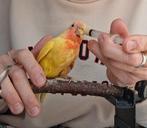 Ik ben op zoek naar baby's van 2-3 week oud, Tam