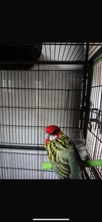 Omicolore, Animaux & Accessoires, Enlèvement