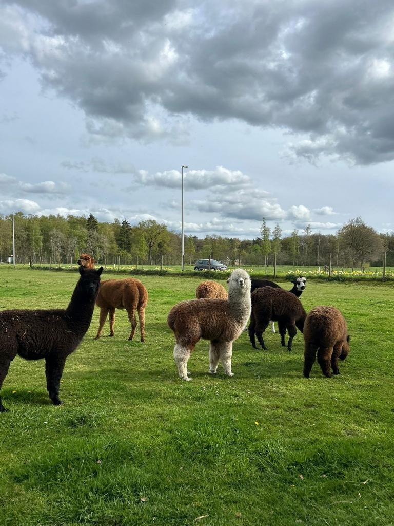 5 prachtige alpaca veulens 2merrie's en 3hengstjes, Dieren en Toebehoren, Juni, Meerdere dieren