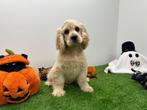 Amerikaanse Cocker Spaniël pups, Dieren en Toebehoren, België, 8 tot 15 weken, CDV (hondenziekte), Meerdere
