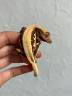 Lilly White wimpergekko vrouw, Hagedis, Tam, 0 tot 2 jaar
