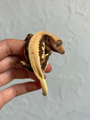 Lilly White wimpergekko vrouw beschikbaar voor biedingen