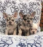 Franse bulldog pups, Dieren en Toebehoren, Honden | Bulldogs, Pinschers en Molossers, 8 tot 15 weken, Buitenland, CDV (hondenziekte)