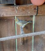 Bonte kanarie, Dieren en Toebehoren, Vogels | Kanaries