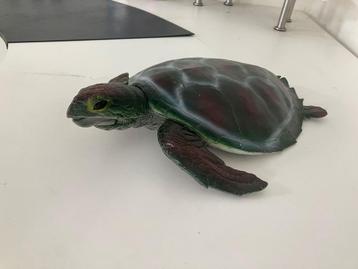 31 jaar oude zeeschildpad beschikbaar voor biedingen
