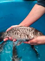 Valkenswaard Hongaarse bloedlijn spiegel karpers, Dieren en Toebehoren, Vissen | Vijvervissen