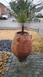 terracotta kruik, met een wintervaste palmboom in, Jardin & Terrasse, Vases de jardin, Comme neuf, Enlèvement