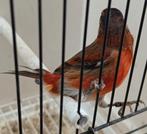 Kanaries, Dieren en Toebehoren