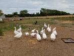 Grote witte ganzen, Mai, Plusieurs animaux