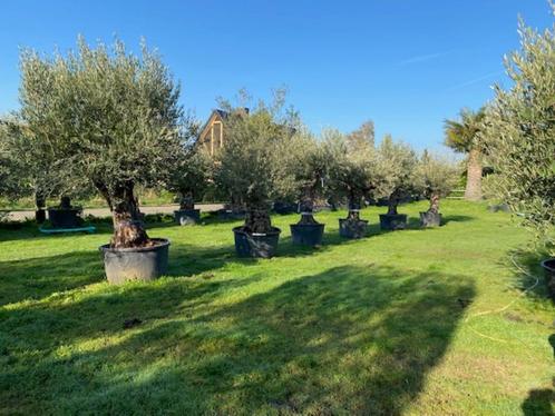 Te Koop grote sortering olijfbomen/ olea europaea, in pot, Tuin en Terras, Planten | Bomen, Olijfboom, 100 tot 250 cm, Volle zon