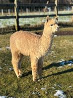 Jonge beige alpaca hengst, Dieren en Toebehoren