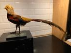 Faisan doré, Enlèvement, Comme neuf, Animal empaillé