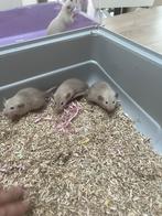 Dumbo rittens Siamees donker oog, Dieren en Toebehoren, Knaagdieren, Meerdere dieren, Rat, Tam