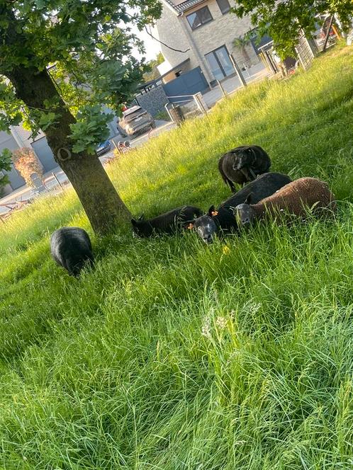 Weides gezocht voor begrazing van schapen, Dieren en Toebehoren, Schapen, Geiten en Varkens