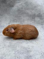 Cavia zalmagouti zeldzaam mannetje, Cavia, Mannelijk, Juli, Tam