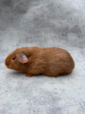 Cavia zalmagouti zeldzaam mannetje beschikbaar voor biedingen