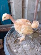 12 kuikens naakthals 4 weken oud., Dieren en Toebehoren, Meerdere dieren, Kip