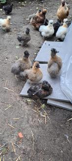 Zijdehoenders, Dieren en Toebehoren