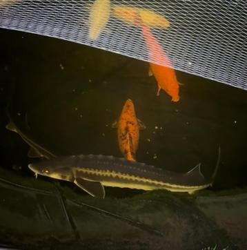 Diamantsteur 1m+ beschikbaar voor biedingen