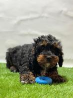 Cavapoo pups, Dieren en Toebehoren, Honden | Chihuahua's en Gezelschapshonden, Poedel, 15 weken tot 1 jaar, Reu, Buitenland
