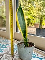 Sanseveria - vrouwentong in emmertje., Huis en Inrichting, Kamerplanten, Ophalen, Overige soorten, Halfschaduw, In pot