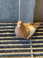Afghannse duiven, Dieren en Toebehoren, Vogels | Duiven
