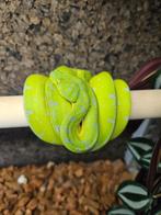 Couples morelia viridis Sorong blue chain adulte, Dieren en Toebehoren, Reptielen en Amfibieën, Slang