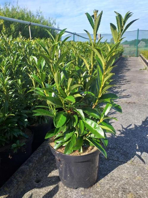 Laurier/Prunus laurocerasus 'Sofia', Tuin en Terras, Planten | Struiken en Hagen, Haag, Laurier, Ophalen