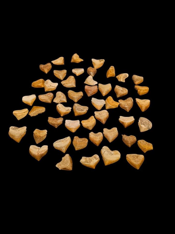 Fossiles : dents de requin, squalicorax, 2 à 3 cm., Divers, Produits alimentaires, Enlèvement ou Envoi