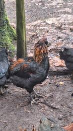 3 jonge Araucana hanen, Animaux & Accessoires, Volatiles, Mâle, Poule ou poulet