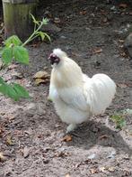 Gratis - 2 witte zijdehanen, Dieren en Toebehoren, Pluimvee