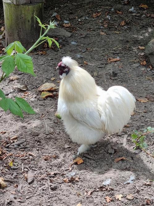 Gratis - 2 witte zijdehanen, Dieren en Toebehoren, Pluimvee