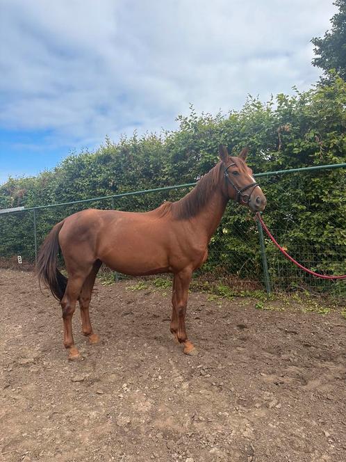 4jarig Iers sportpaard - Merrie - super lief karakter, Dieren en Toebehoren, Paarden