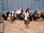 Chabo en hollandse kriel kipjes . Ruime keuze, Dieren en Toebehoren, Pluimvee, Meerdere dieren, Kip