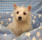 Superleuke Kruising Westie-Maltezer pups!, Maltezer, 15 weken tot 1 jaar, Reu, Buitenland