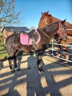 Jument noire grise  et jument grise, Vermifugé, Débourré, Poney de récréation, Jument