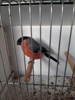Goudvink man wildkleur split satinet  geel  overgoten, Dieren en Toebehoren, Vogels | Overige Vogels