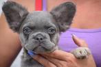 Franse bulldog fluffy, Dieren en Toebehoren, Honden | Bulldogs, Pinschers en Molossers, België, 8 tot 15 weken, CDV (hondenziekte)