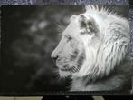 Lion fotobord op geborsteld aluminium, Ophalen, Nieuw