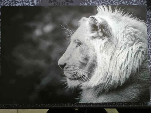 Lion fotobord op geborsteld aluminium, Audio, Tv en Foto, Fotografie | Fotolijsten, Nieuw, Ophalen