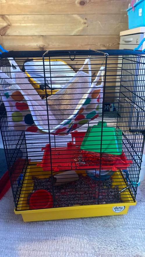 Mooie kooi met 2 mooie jonge dwerghamsters, Dieren en Toebehoren, Knaagdieren, Meerdere dieren, Hamster, Januari, Tam