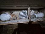 Dwergkonijnen  zeer klein soort, Dieren en Toebehoren, Konijnen, Klein