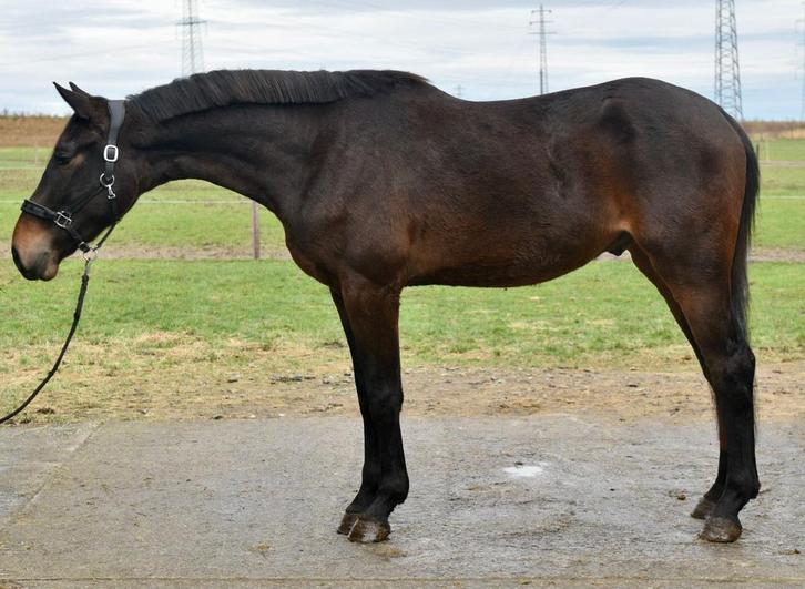 veelbelovend 3-jarig springpaard met uitstraling, Dieren en Toebehoren, Paarden, Hengst, M, Springpaard