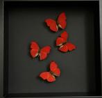Splendide Envol de 4 papillons Cymothoe Sangaris sous cadre, Collections, Collections Animaux, Insecte, Animal empaillé, Enlèvement ou Envoi