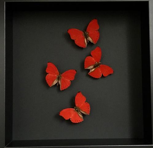 Splendide Envol de 4 papillons Cymothoe Sangaris sous cadre, Collections, Collections Animaux, Neuf, Animal empaillé, Insecte