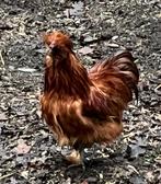 Zijdehoen hanen, Mâle, Poule ou poulet