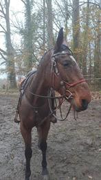 Mooie Ruin, Dieren en Toebehoren, Gechipt, Ruin, Zadelmak, 7 tot 10 jaar