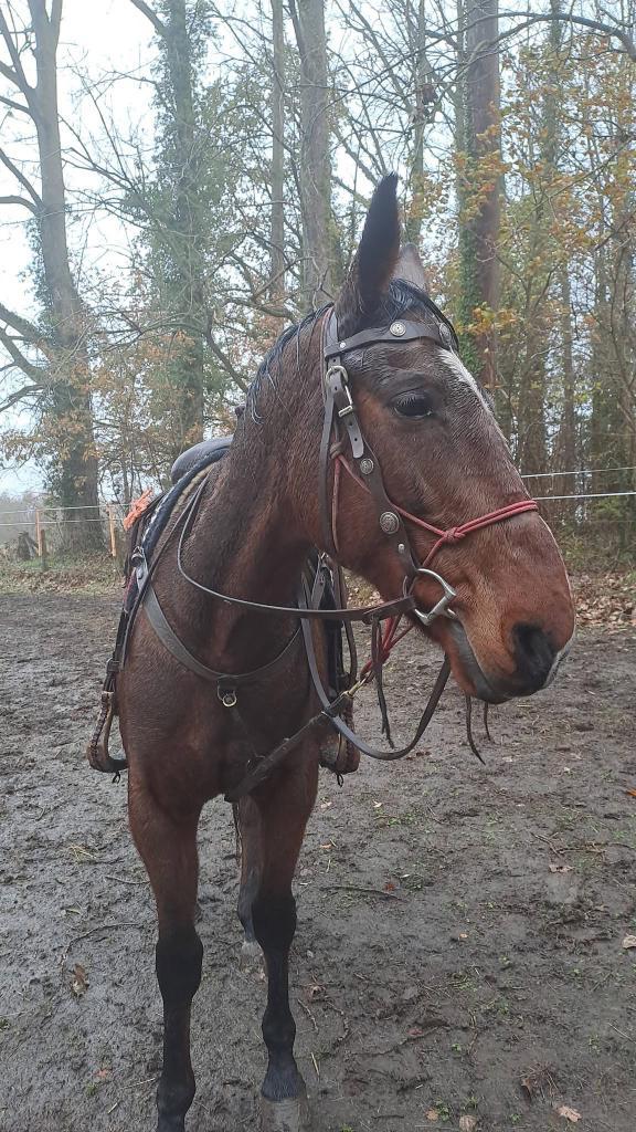 Mooie Ruin, Dieren en Toebehoren, Paarden, Ruin, Zadelmak, 160 tot 165 cm, 7 tot 10 jaar, Recreatiepaard, Met stamboom, Gechipt