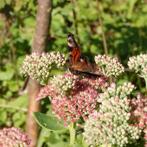 Vlinder en bijenplant Sedum, Tuin en Terras, Planten | Tuinplanten, Volle zon, Vaste plant, Zomer, Ophalen