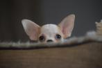 Chiots Chihuahua - un excellent choix, Plusieurs, 8 à 15 semaines, Étranger, Parvovirose